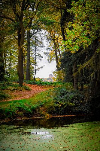 Doorkijkje in het bos