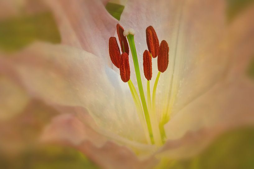 Blooming lily par eric van der eijk