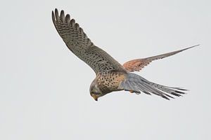Turmfalke