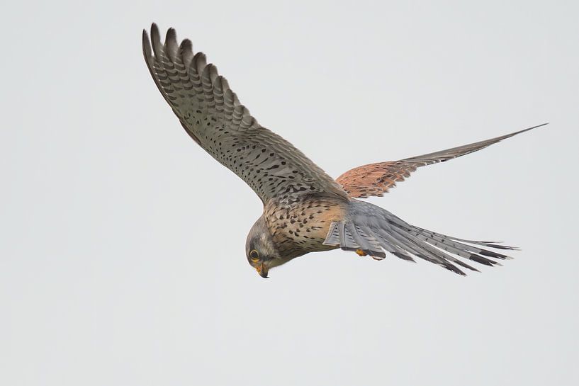 Praying kestrel by Jan Jongejan