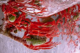 Jatropha in ice by Marc Heiligenstein