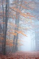 Dreaming in silence | The Peel