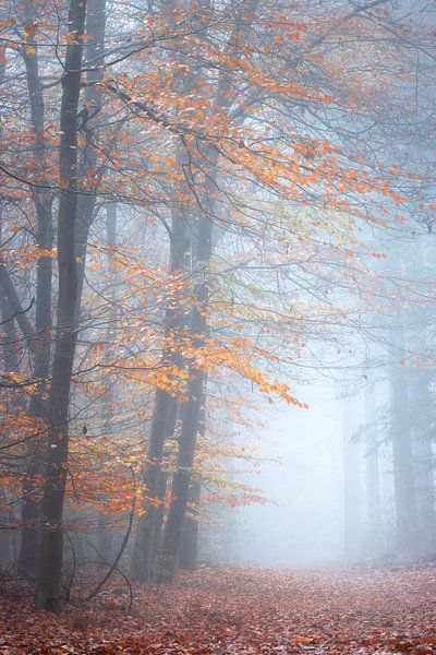 Rêver en silence | The Peel par Jeroen Segers