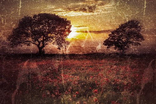 Bloemen veld