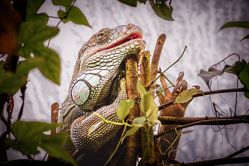 Grüner Leguan in seinem natürlichen Element.