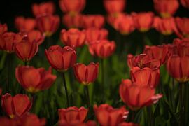 Tuilpenveld von Sieds Wijnja