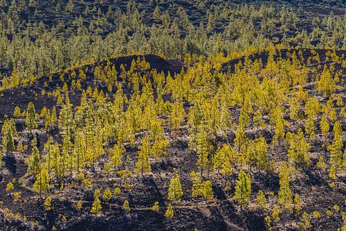 Teide Nationaal Park