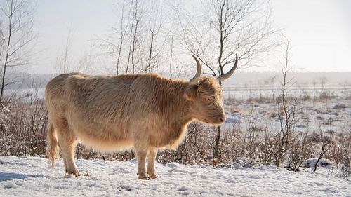 Schotse Hooglander in de winter...
