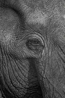 Gros plan d'un éléphant, Afrique du Sud