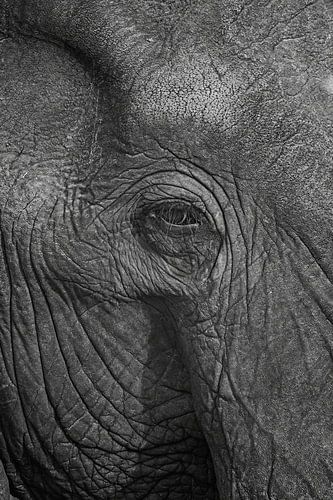 Close-up van een olifant, Zuid-Afrika