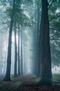 Allée d'arbres de rêve dans le ciel sur Arda Acar