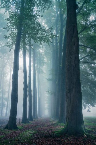 Allée d'arbres de rêve dans le ciel