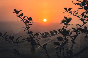 Lever de soleil dans un champ