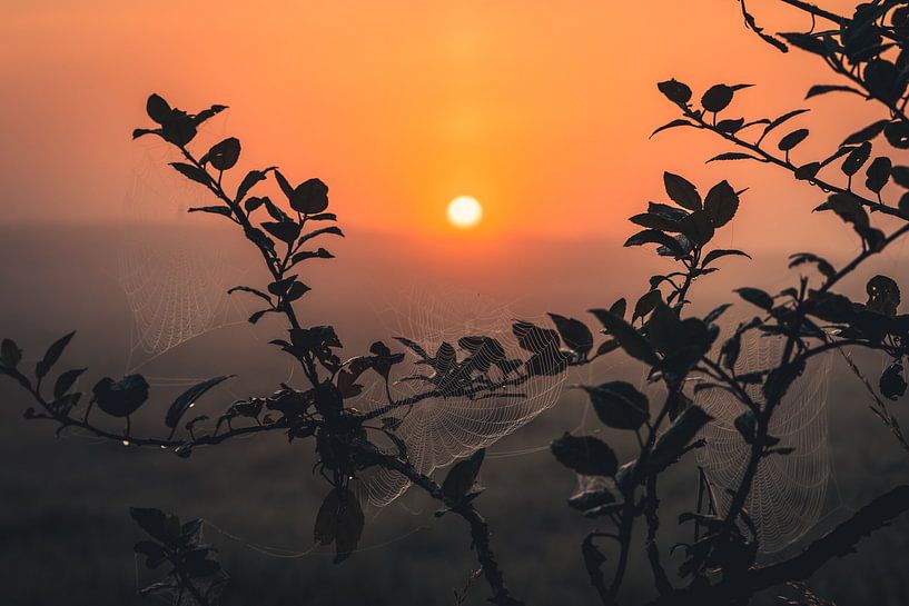 Sonnenaufgang auf einem Feld von Catrin Grabowski