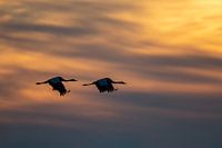 Kraanvogels