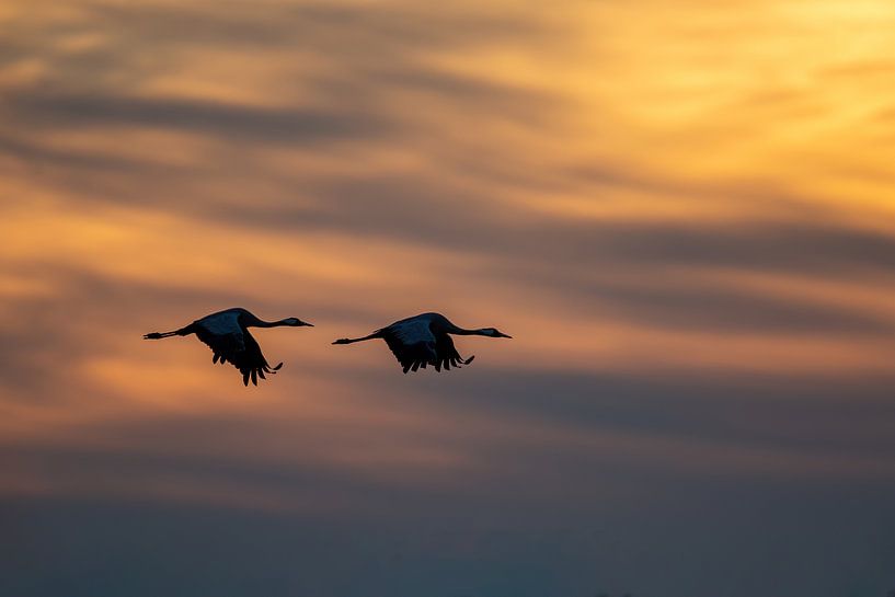Cranes by Aalt van Tongeren