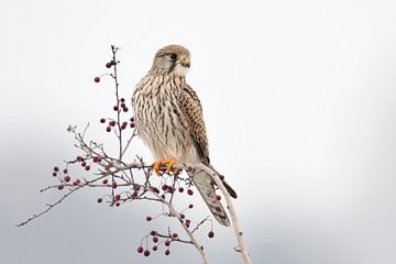 Kestrel  ( Falco tinnunculus ), female adult in winter, perched on top of a bush with red berries
