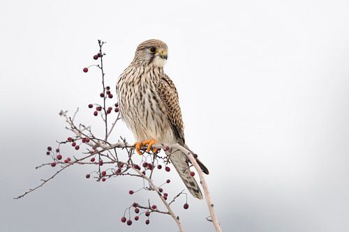 Turmfalke ( Falco tinnunculus ) aufgebäumt auf einem Busch mit roten Beeren (Mehlbeeren)
