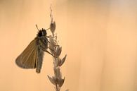 Ein Schmetterling, der Schwarzkolbige Braun-Dickkopffalter von Gonnie van de Schans Miniaturansicht
