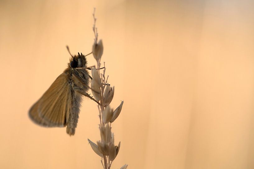 Ein Schmetterling, der Schwarzkolbige Braun-Dickkopffalter von Gonnie van de Schans