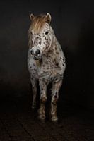 Pony mit Tupfen