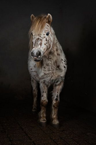 Pony with dots