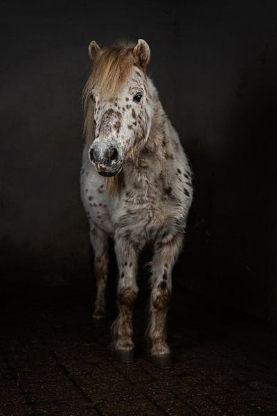 Pony with dots by Paard aan de muur