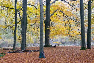 Autumn: Beautiful vista in the Cape Forests
