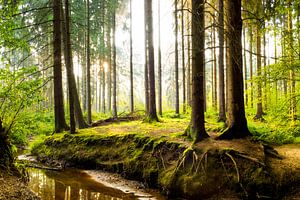 Prachtige natuur van Günter Albers