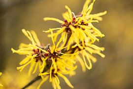 Blüte der Zaubernuss im Frühling