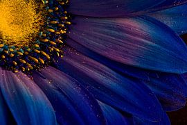 Détail de fleur bleu vif sur Þorsteinn H. Ingibergsson