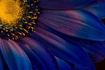 Leuchtend blaues Blütendetail