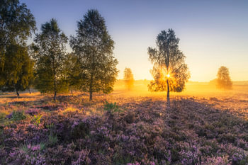 goldener Morgen in der Lüneburger Heide