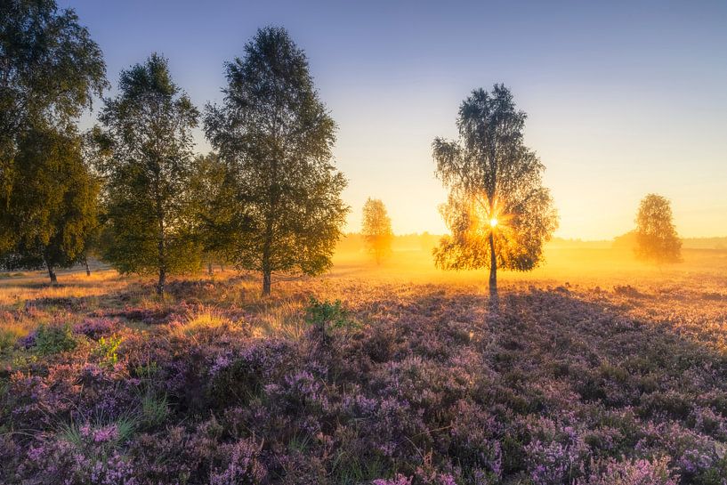 gouden ochtend op de Lüneburger Heide van Daniela Beyer