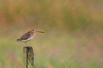 Snipe (Gallinago gallinago) on a pole in a meadow in Friesland during a rainstorm by Marcel van Kammen