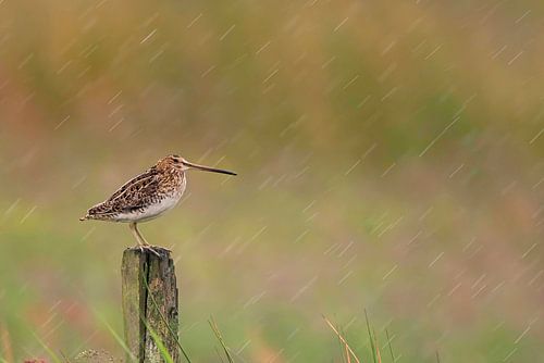 Snipe (Gallinago gallinago) on a pole in a meadow in Friesland during a rainstorm