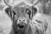 Schotse Hooglander  Koe