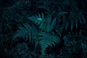 Ferns by Kim van Beveren