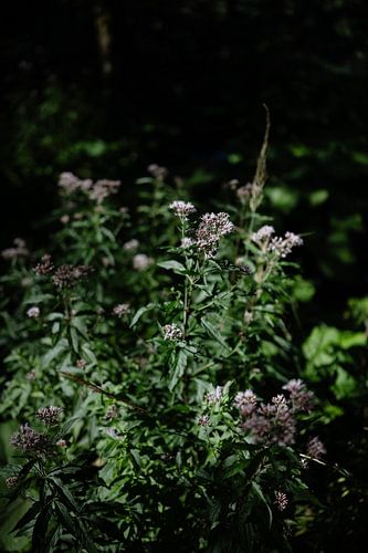 Wunderschöne lila Blumen an den Plitvicer Seen in Kroatien