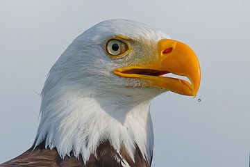 Witkopzeearend van Detlef Schöler Fotografie