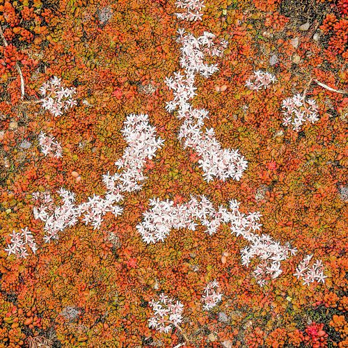 Stonecrop Triangle