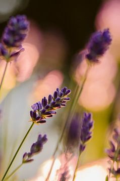 lavendel in het licht by Hans Wolters