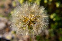 Flying seeds like on the dandelion