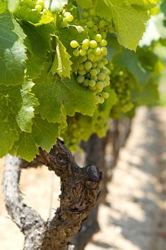 Druivestokken in een wijngaard in Zuid-Frankrijk (8) van rene marcel originals