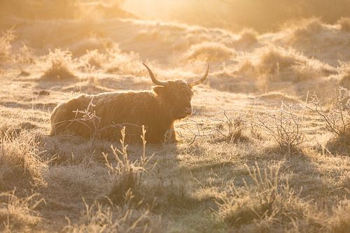 Lay Down! van Karin de Bruin