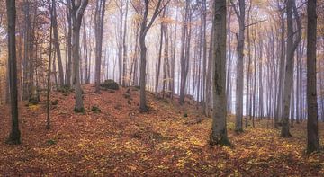 Herbstwald Idylle