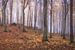Herbstwald Idylle von Tobias Luxberg