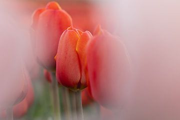 Rode tulpen van Ria van den Broeke