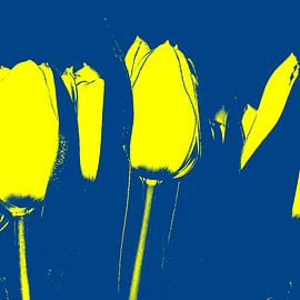 TULPE by Ruud V D Kuil