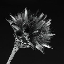 Nature art in black and white by Klaartje Majoor